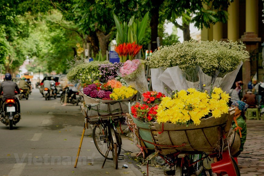 THE COLORFUL FLOWERS IN HANOI THE COLORFUL FLOWERS IN HANOI