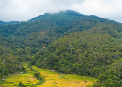 Central Highlands aglow: golden rice paints the terraces Central Highlands aglow: golden rice paints the terraces