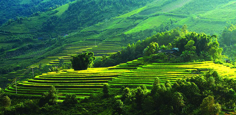 10 Most Beautiful Rice Paddies and Rice Terraces in Vietnam 10 Most Beautiful Rice Paddies and Rice Terraces in Vietnam